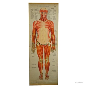 Antica tabella anatomica da parete pieghevole raffigurante muscolatura umana - Foto 1 di 9