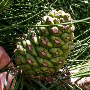 Pinus eldarica (Afgan Pine, Mondell Pine) Tree Seeds, Attractive Appearance - Picture 1 of 7
