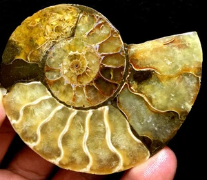 44g Half of Split Ammonite Fossil Specimen Shell Healing Madagascar - Picture 1 of 7