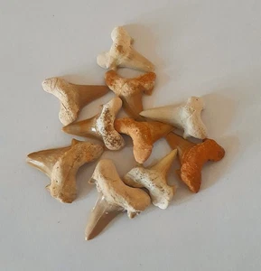 fossiler versteinerter Haifischzahn, groß - Bild 1 von 2