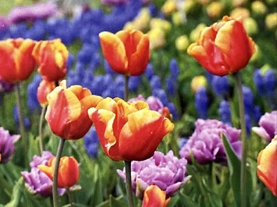 Rompecabezas Tulip Field 1000 piezas flores de primavera por Big Ben hecho en EE. UU. Foto 1 de 4