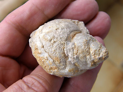 Fosiles Moluscos   Extraordinario Gasteropodo   -  4b  . • 5.08€