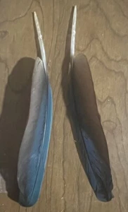 Set 12 Macaw Flight Feathers Chestnut Fronted Parrot Naturally Molted Matching - Picture 1 of 3