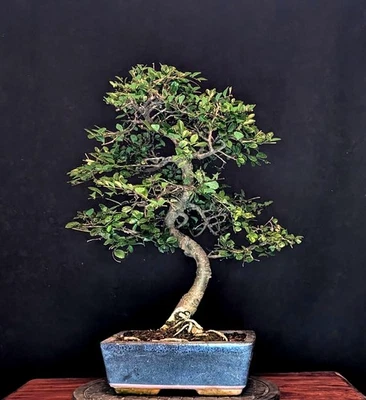 BONSAI CHINESISCHE ULME ULMUS PARVIFOLIA INDOOR BAUM PFLEGELEICHT !!! - Bild 1 von 4