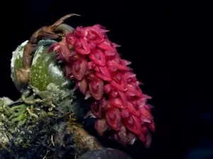 Bulbophyllum muscarirrubrum Orquídea Miniatura + CERTIFICADO FITOSANITARIO - Imagen 1 de 6