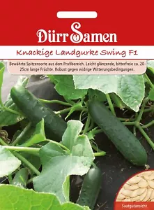 Landgurken Swing D1 Gurken Samen von Dürr Samen ca 6 Korn Gurken für den Garten - Bild 1 von 1