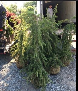 Eastern Redceder Trees - Picture 1 of 2