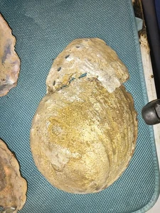 Gran caparazón de abulón del Pacífico madreperla - Imagen 1 de 2
