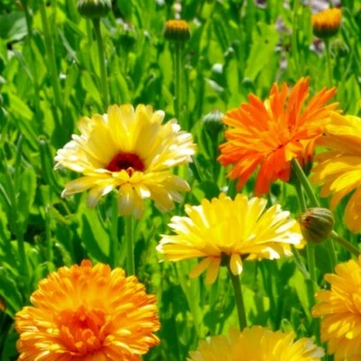 Calendula Seeds | Pacific Beauty Mix | Heirloom | Fresh Flower Seeds — 第 1/2 张图片