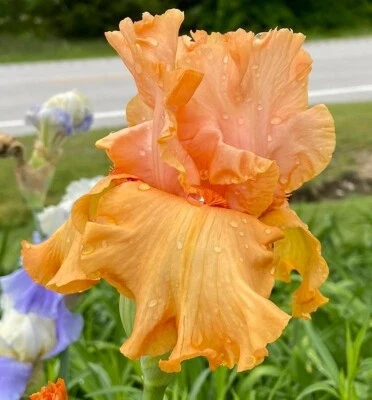 3 Bearded Iris Rhizomes " Autumn Riesling "   Tall Live Plant Bulbs - Image 1 of 4