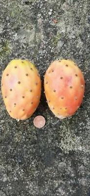 CHUMBERA - TUNERA nopal Opuntia (frutos comestibles) 60 semillas frescas