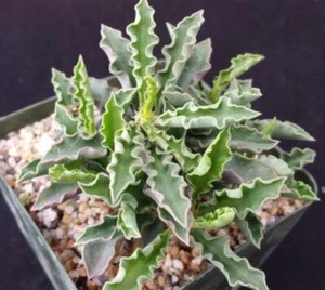 Euphorbia cap saint mariensis cactus Cacti Succulent real live plant - Picture 1 of 6