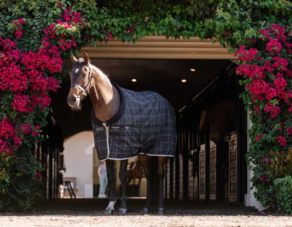 Rhino Pony Stable Blanket (250g Vari-Layer Medium) - Image 1 of 1