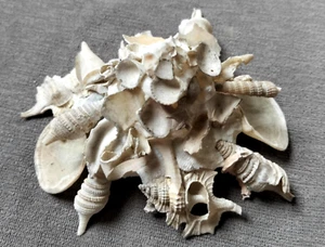Xenophora Pallidula 118mm BIG SIZE F+++ Loaded Shell Carrier WOW!! - Bild 1 von 7