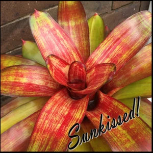 Neo JEWELLERY SHOP - Small Sized Grower - Bromeliad - Neoregelia - Picture 1 of 9