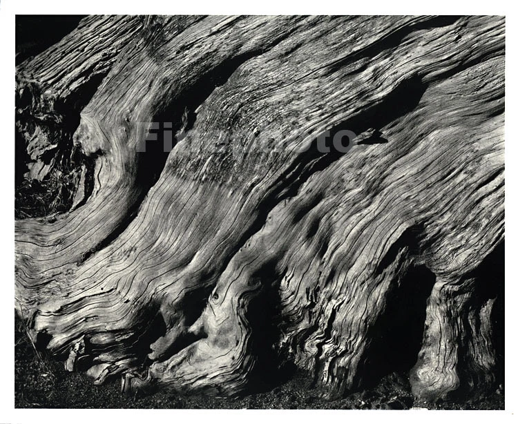 Arte fotográfico vintage de madera de ciprés de California POINT LOBOS 1929/1949 de Edward Weston Foto 1 de 1