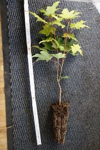 4 Zucker-Ahorn Acer saccharum Pflanze circa 30cm Ahorn Honigahorn Zuckerahorn - Bild 1 von 1
