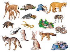 Lfv Desert Animals EcoSystem PreCut Felt Figure Habitat Set