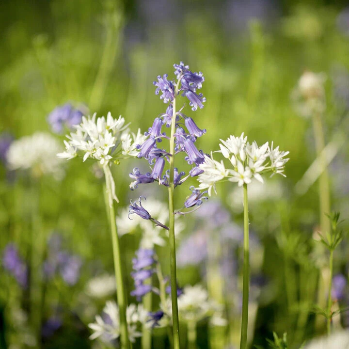 Suttons Woodland Garden Mix Seeds Flower Seed 1,000 Seeds Grow Your own - Image 1 of 1