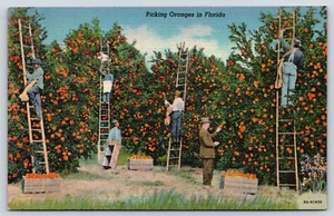 Florida Orangen pflücken Vintage Postkarte - Bild 1 von 2