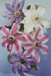 Blumen J Arthur Dixon Postkarten Vintage Floral 60er 70er Jahre - Auswahl - Bild 1 von 21