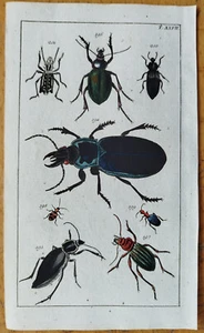 Beetle (Plate 27) - Wilhelm Original Colored Print - 1800 - Picture 1 of 1