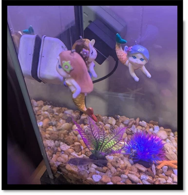 Aquário Flutuante Sereia Conjunto de 2 - Novo - Fazendo Ondas em Seu Tanque - Imagem 1 de 4