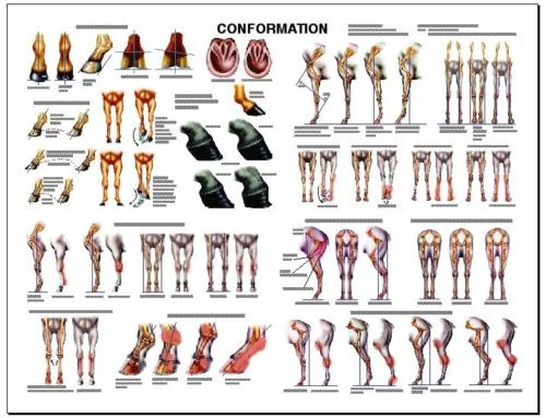 Equine Conformation Anatomy Chart #2  LFA #2537 Horse  - Image 1 of 1