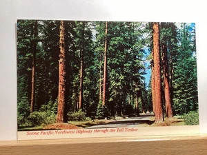 Scenic Pacific Northwest Highway Through Tall Timber: - Vintage Postcard - Picture 1 of 3