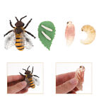 Zabawki edukacyjne Modele cyklu życia pszczół dla dzieci JV