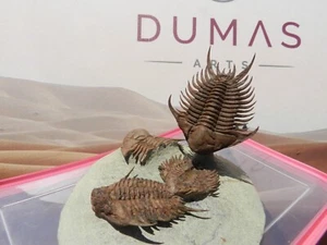 3x Ceraurus pleuraxanthemus on Plate & flying Trilobite Ordovician Morocco - Picture 1 of 10