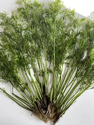 ONE Water Sprite Live Beginner Aquarium Plant- Great background plant! - Image 1 of 4