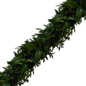 Italian Ruscus Garland / Grower Direct / Quality Guaranteed - Picture 1 of 2