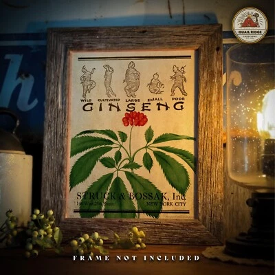 Wild Ginseng Root Poster Art Print Vintage Ginseng Hunting Wall Art Decor Gift