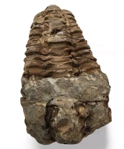 Fósil de trilobites de Marruecos 220,2 gramos. - Imagen 1 de 3