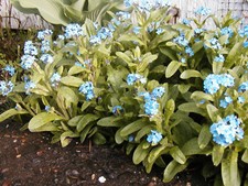 forget-me-not Perennial Myosotis, blue flower, 800 Seeds! Groco
