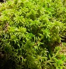 Premium Live Organic Sphagnum Moss Orchid Terrarium Carnivorous Plants 1Gl ~3Lb