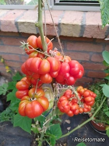 Reisetomate Tomaten Samen - - Bild 1 von 9