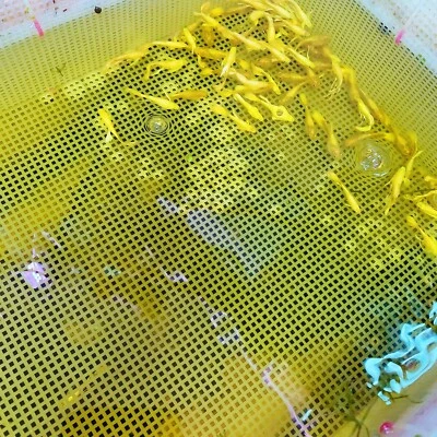 10 alevines guppy vivos - Guppy dorado completo - Pez guppy vivo de alta calidad vendedor de EE. UU. Foto 1 de 4