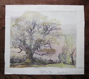 Paesaggio XX secolo con albero edera Bailey acquerello originale artista londinese firmato - Foto 1 di 7