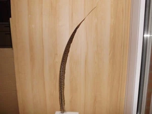 1 gestreifte Fasanen Feder  65 cm lang, Hutfeder, Karneval - Bild 1 von 2