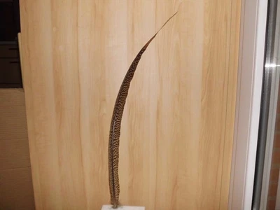 1 gestreifte Fasanen Feder  65 cm lang, Hutfeder, Karneval - Bild 1 von 2