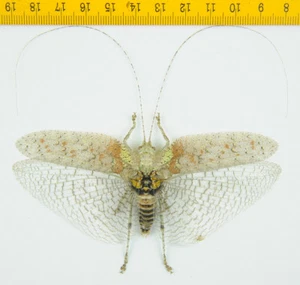 HOPPER/KATYDID - Orthoptera sp ( Spread ) - Tapah Hills - MALAYSIA - 1838 - Picture 1 of 1