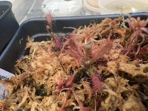 Drosera riparia {Bahia, Brazil} Seeds | 25+ Per Order | Rare Tropical Sundew - Picture 1 of 3