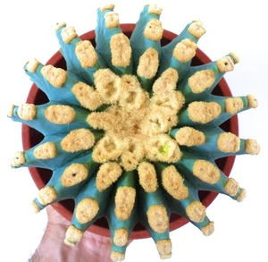 Ferocactus glaucescens cv URASAKI SEEDS -  - SEMI - Foto 1 di 5