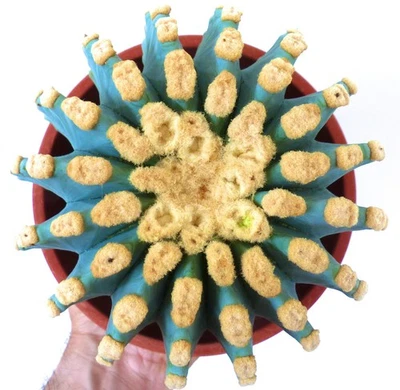 BOTANICAL ARCHIVE Ferocactus glaucescens cv URASAKI SEEDS - - SEMI