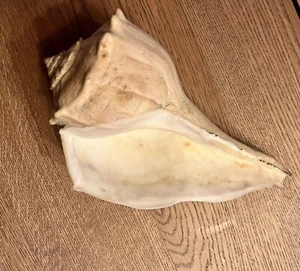 Large Conch Natural Seashell 11 Inch Nautical Beach - Picture 1 of 9