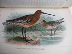 JULY 1909 THE IBIS Journal of Ornithology HAND COLOURED BIRD PLATE Map Manchuria - Foto 1 di 18