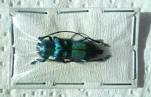 Glenea celestis, BEETLE, UNMOUNTED, SIN MONTAR A1 - Imagen 1 de 2