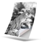 1 X Vinyl Sticker A5 - Bw - Cougar Mountain Lion Puma Cat #42738
